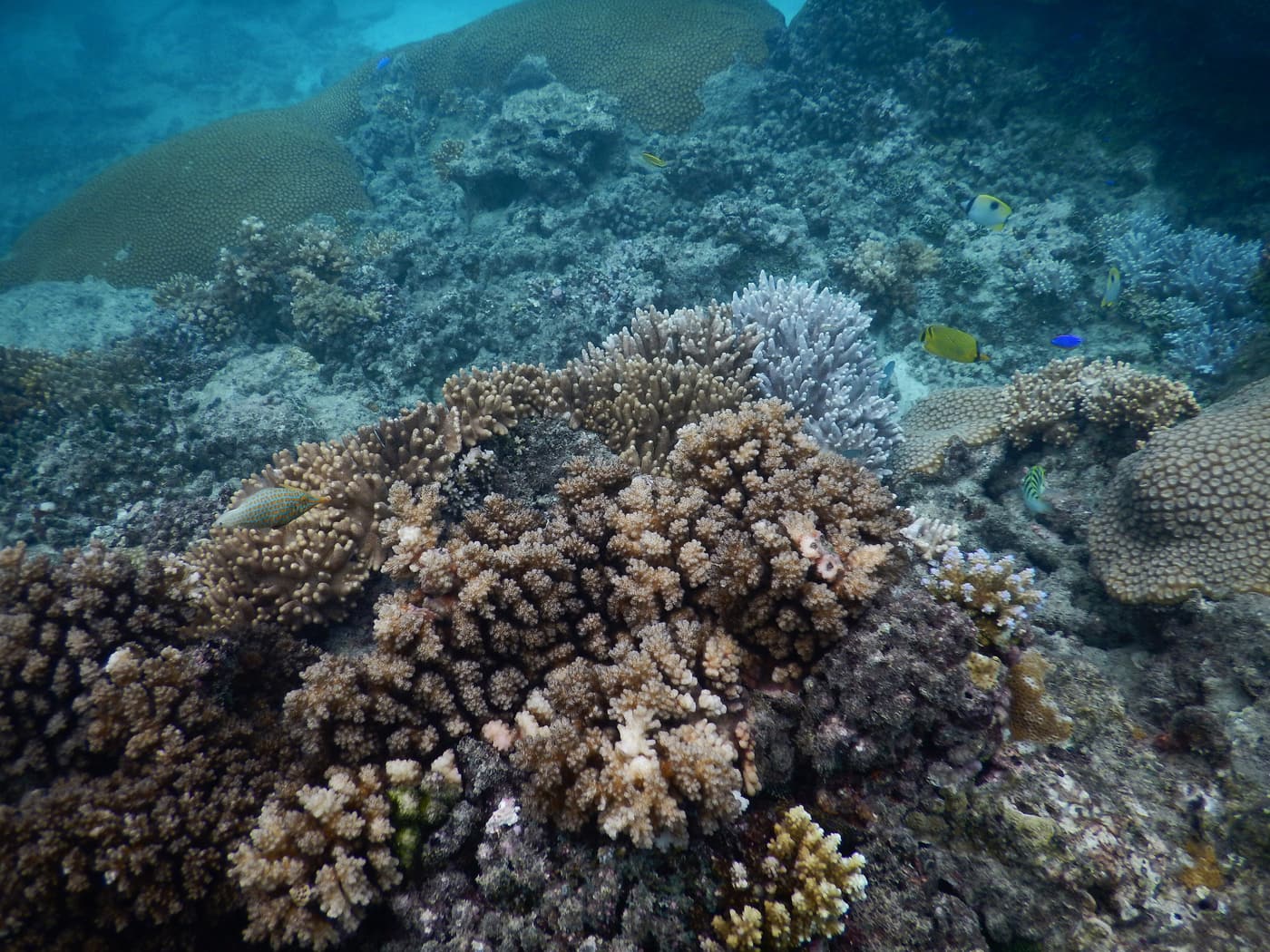 Branching and plate corals on a shallow reef in Fiji