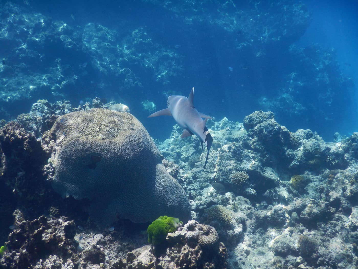 A reef shark cruising over coral in Fijian waters